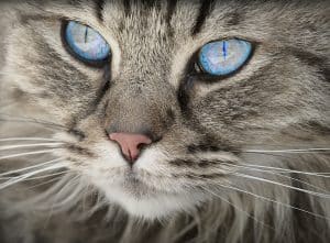 Caen : il torturait des chats et a été condamné à de la prison ferme