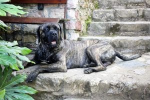 Un an et neuf mois de prison ferme pour l’abattage d’un chien au couteau