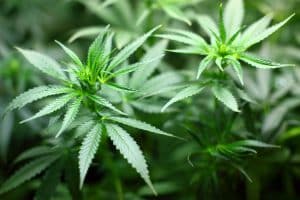 Agnès Buzyn ne serait pas contre la cigarette de cannabis à usage thérapeutique