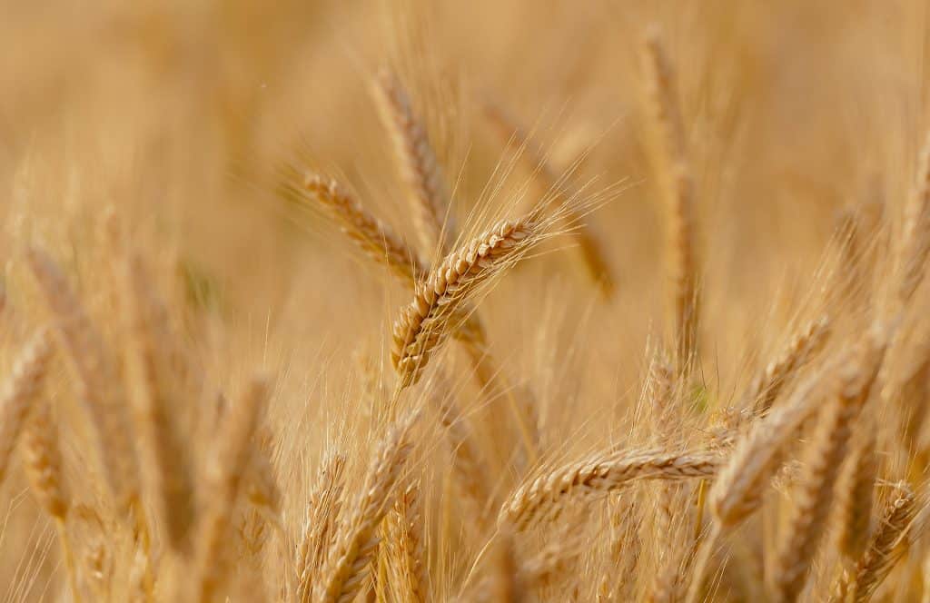 Les produits sans gluten dangereux pour la santé ?