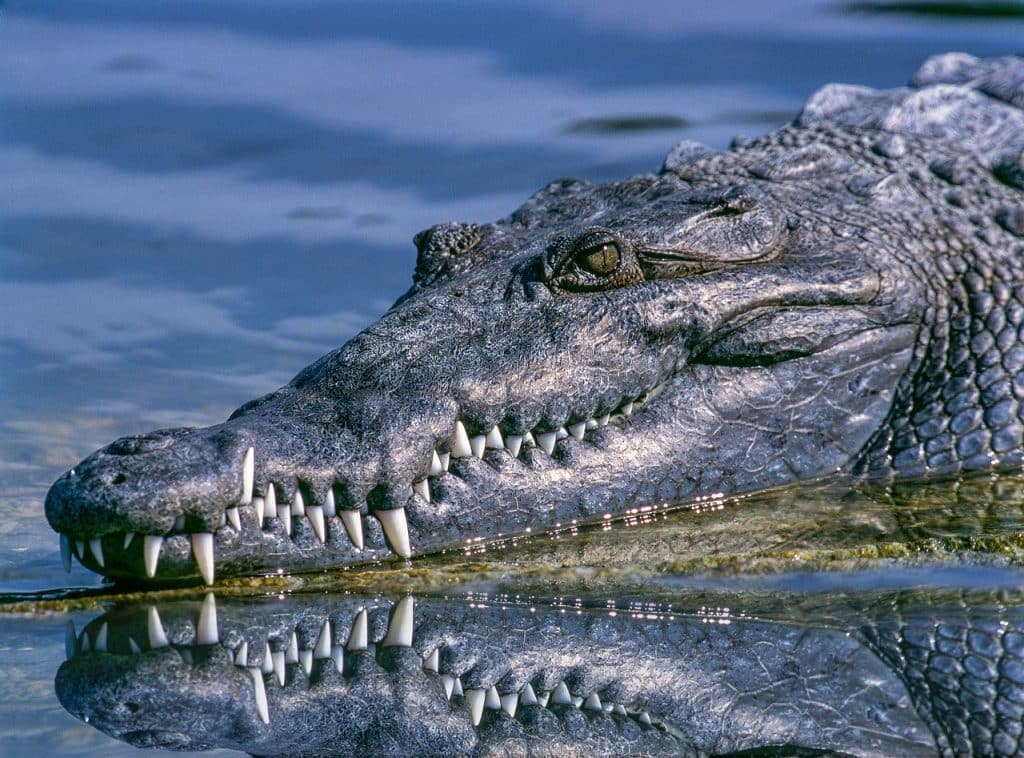 Tuée par un alligator alors qu’elle promenait son chien