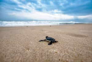 Elle se réveille avec une tortue dans le vagin…
