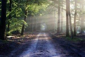 Un enfant abandonné en forêt pour une incroyable raison