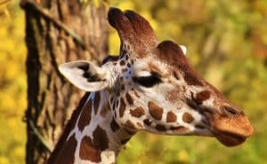 Une mère et son fils attaqués par une girafe en Afrique du Sud
