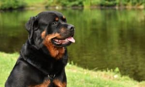 Un rottweiler tue un enfant de 17 mois