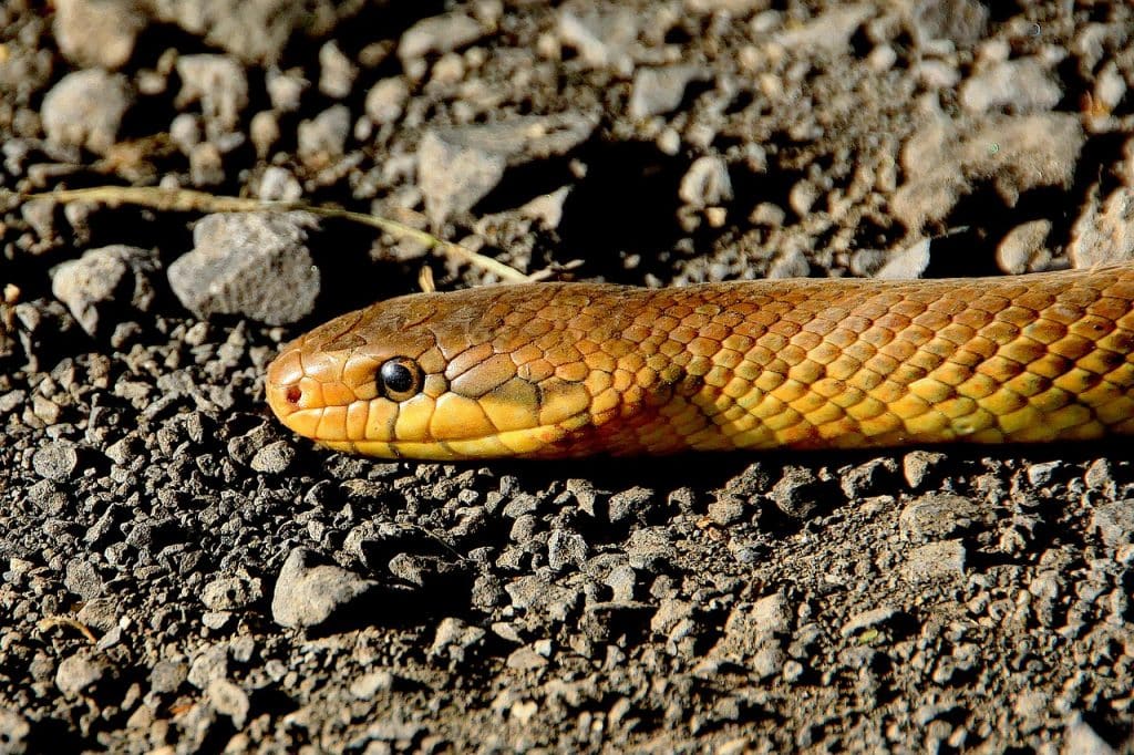 Pourquoi tant de gens meurent-ils encore de morsures de serpent ?