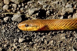 Pourquoi tant de gens meurent-ils encore de morsures de serpent ?