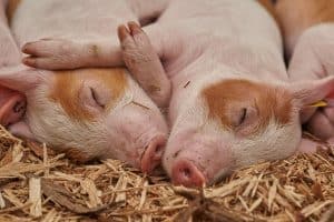 La Chine est-elle en train de perdre la bataille contre un virus porcin incurable ?
