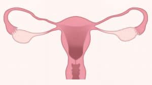 Une contraception bactérienne en projet à Montpellier Pixabay-LJNovaScotia