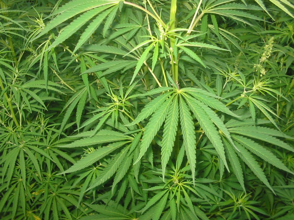 Le Canada légalise les produits cosmetiques à base de cannabis