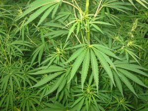 Le Canada légalise les produits cosmetiques à base de cannabis