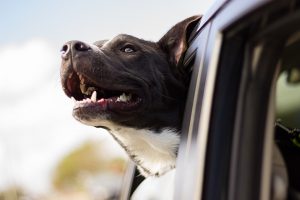 Soupçonné d’avoir noyé un chien, il est placé en garde à vue Free-Photos - Pixabay