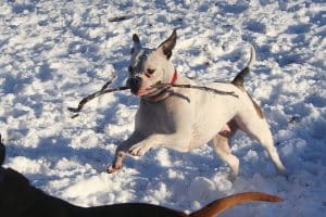Un femme décède, dévorée par ses chiens