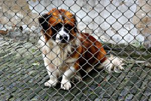 Elles se noient en tentant de sauver des chiens