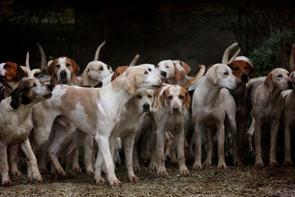 Enceinte de 6 mois, elle meurt dévorée par des chiens