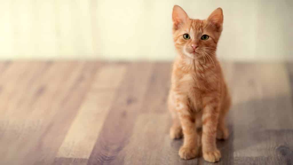 Deux adolescents mettent un chaton au micro-ondes Deux adolescents mettent un chaton au micro-ondes