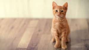Deux adolescents mettent un chaton au micro-ondes