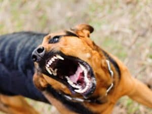 Un enfant de 2 ans défiguré après avoir été mordu par le chien de la famille