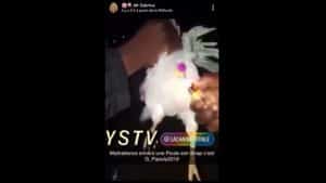Ils allument un feu d'artifice sur une poule