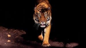 Violente attaque de tigre en Inde