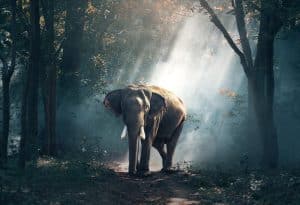Chine : un troupeau d’éléphants complètement ivres après avoir vidé le stock de vin d’un village