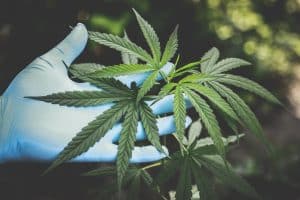 Coronavirus : le cannabis serait efficace contre le COVID-19, une révolution santé en marche