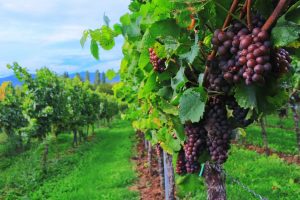Décès dans le Beaujolais : les dangers méconnus des vendanges