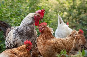 La grippe aviaire de retour en France, les Yvelines en alerte après la Corse