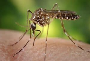 Floride : des moustiques génétiquement modifiés pour lutter contre la propagation de maladies tropicales