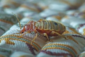 Attention aux punaises de lit : découvrez pourquoi cet insecticide interdit inquiète toujours