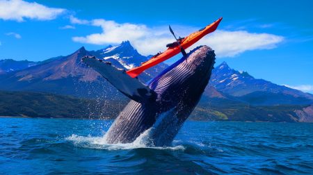 Cette baleine de 30 tonnes engloutit un kayakiste chilien avant de le recracher : un miracle en direct du détroit de Magellan