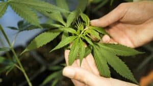 Strasbourg, bientôt pionnière de l’expérimentation du cannabis légal ? Les lois allemandes changent la donne dès le 1er avril Strasbourg, bientôt pionnière de l'expérimentation du cannabis légal ? Les lois allemandes changent la donne dès le 1er avril
