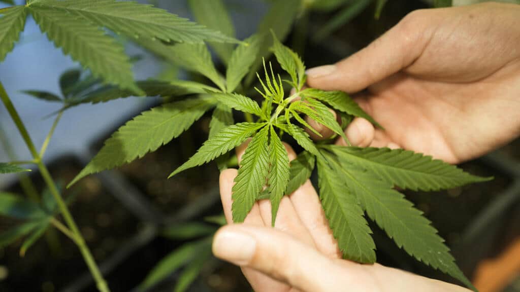 Strasbourg, bientôt pionnière de l’expérimentation du cannabis légal ? Les lois allemandes changent la donne dès le 1er avril Strasbourg, bientôt pionnière de l'expérimentation du cannabis légal ? Les lois allemandes changent la donne dès le 1er avril