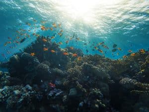 Les scientifiques viennent de découvrir une créature marine aussi grande que deux terrains de basketball. Voici à quoi elle ressemble