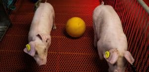 Ces porcs transgéniques à 1 million de dollars : la révolution américaine des greffes rénales approche