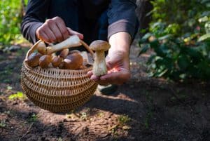 Ne pas manger de champignons avant 12 ans : ces risques méconnus pour la santé des enfants inquiètent les experts