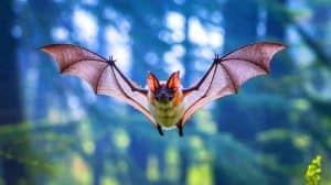 Ces chauves-souris piégées par l'évolution : pourquoi elles ne marcheront jamais comme les oiseaux majestueux