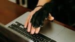 Ces gestes secrets révèlent si votre fidèle compagnon fait partie des 50% d&rsquo;animaux gauchers inédits