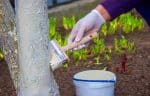 Cette astuce millénaire protège vos arbres des ravageurs, du gel et du soleil : découvrez le secret des troncs peints en blanc