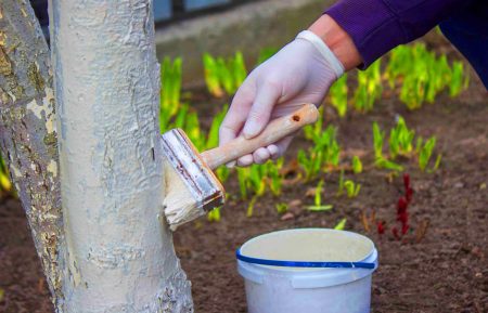 Cette astuce millénaire protège vos arbres des ravageurs, du gel et du soleil : découvrez le secret des troncs peints en blanc