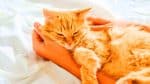 Chaque nuit, votre chat partage votre lit ? Découvrez ce comportement surprenant qui n’est pas de l’amour mais d&rsquo;intérêt !