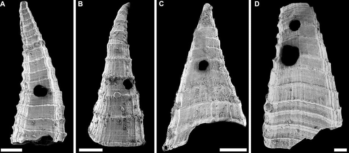 Il y a 517 millions d’années : des scientifiques révèlent la plus ancienne « course aux armements » de l’évolution Plongée fascinante dans l’océan préhistorique : le plus ancien duel prédateur-proie découvert à 517 millions d’années