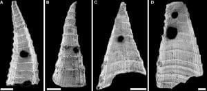 Plongée fascinante dans l&rsquo;océan préhistorique : le plus ancien duel prédateur-proie découvert à 517 millions d&rsquo;années