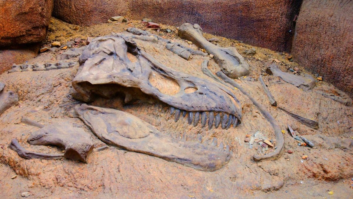 Ces géants préhistoriques, aussi longs que sept voitures, révolutionnent notre vision des dinosaures en Australie Ces géants préhistoriques, aussi longs que sept voitures, révolutionnent notre vision des dinosaures en Australie