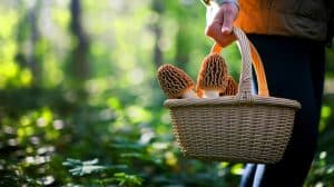 « Je te dévoile mon rituel pour des promenades magiques » : une méthode secrète transforme chaque sortie en chasse aux morilles inoubliable (à ne pas ébruiter) « Je dévoile enfin mon incroyable rituel secret » : chaque promenade devient une chasse aux morilles magique, préparez-vous à l'inimaginable
