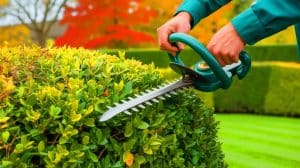 « Faut-il tailler ses haies avant l’automne ? » : les conseils des pros du jardin que tout le monde devrait connaître Illustration de la taille des haies en préparation pour l'hiver.