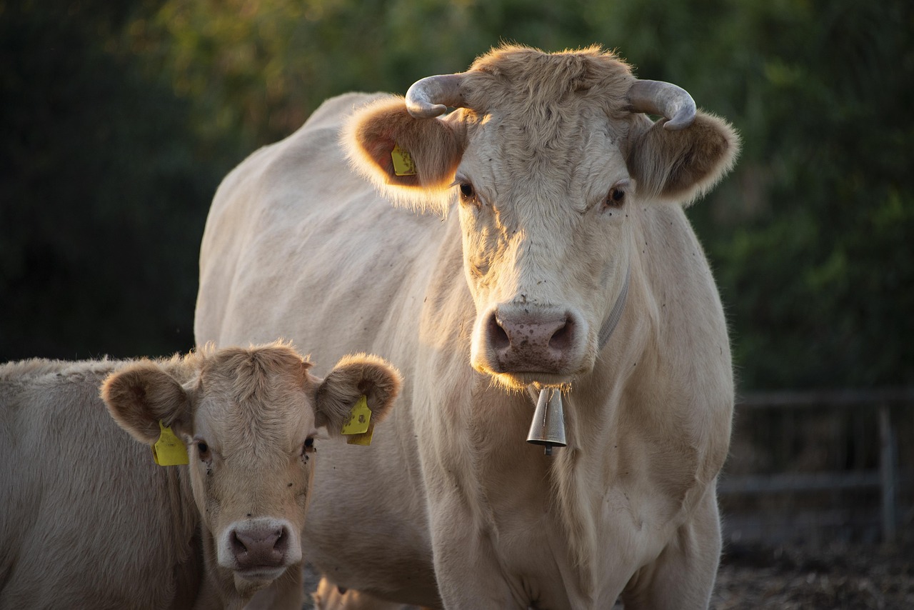 Un groupe de vaches et de veaux sur une prairie verte, vus de face.