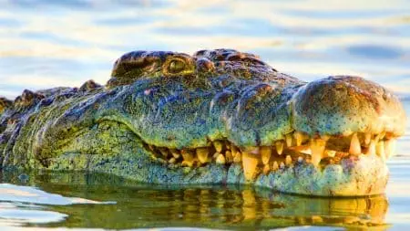 À 124 ans, Henry le crocodile géant a déjà engendré 10 000 bébés et défie les lois de la nature