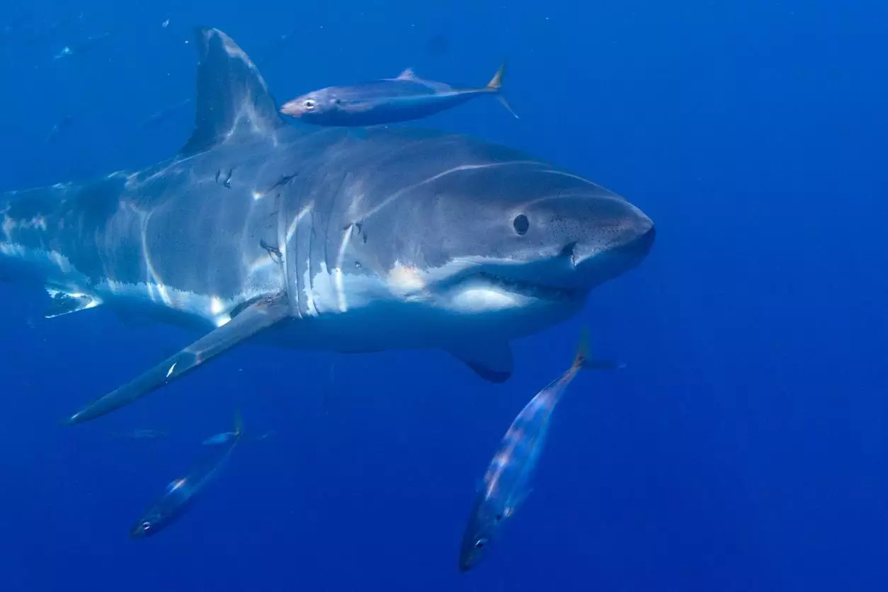 Requins blancs géants